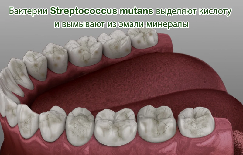 Строение эмали зуба: отличия между коренными и молочными зубами